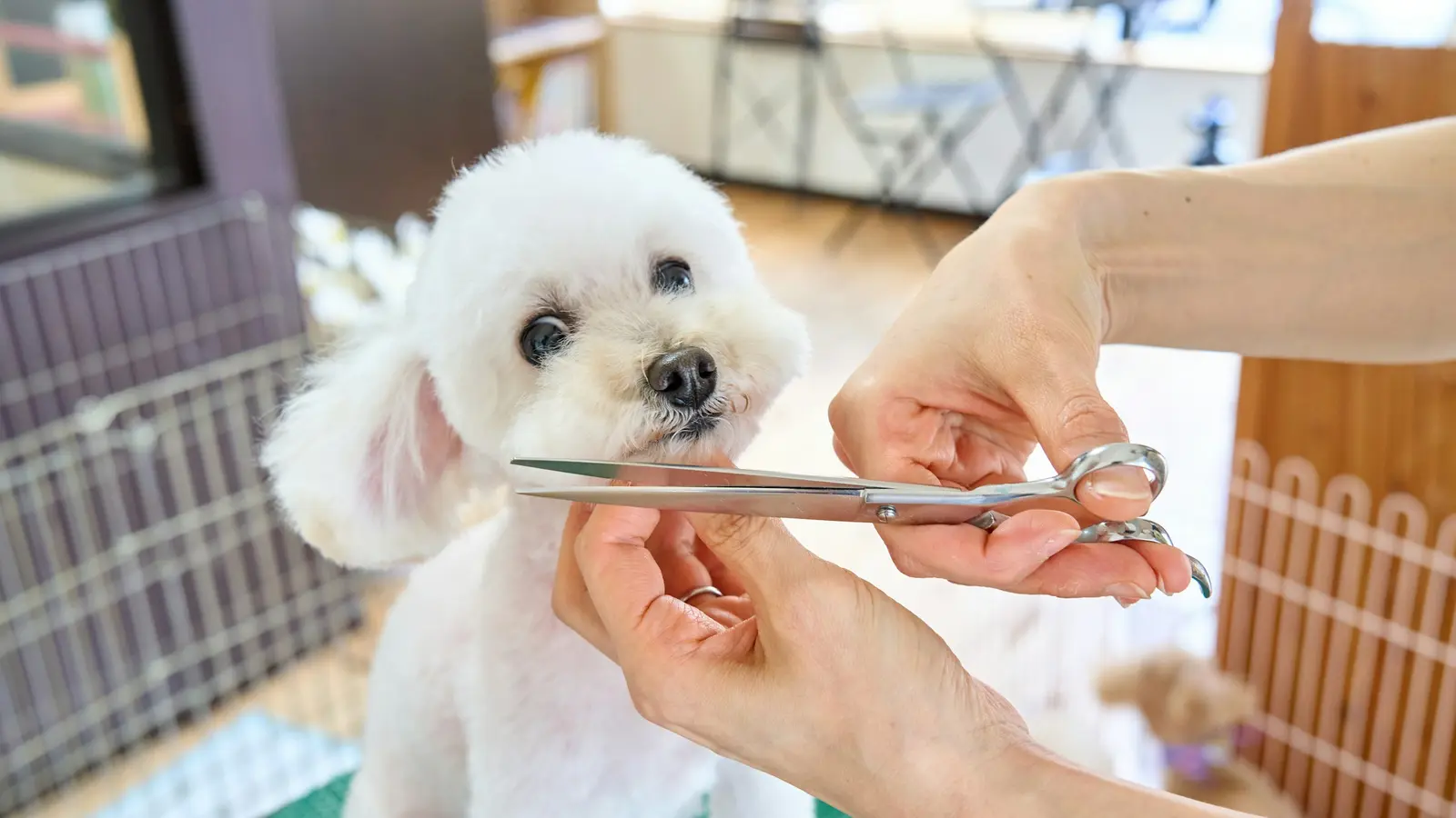 Hands trimming a small white dog's coat with scissors